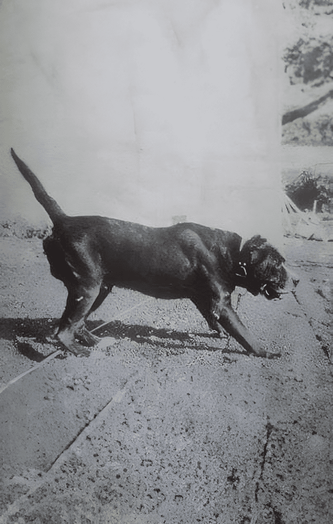 Galería de Tinto de Demetrio Trujillo