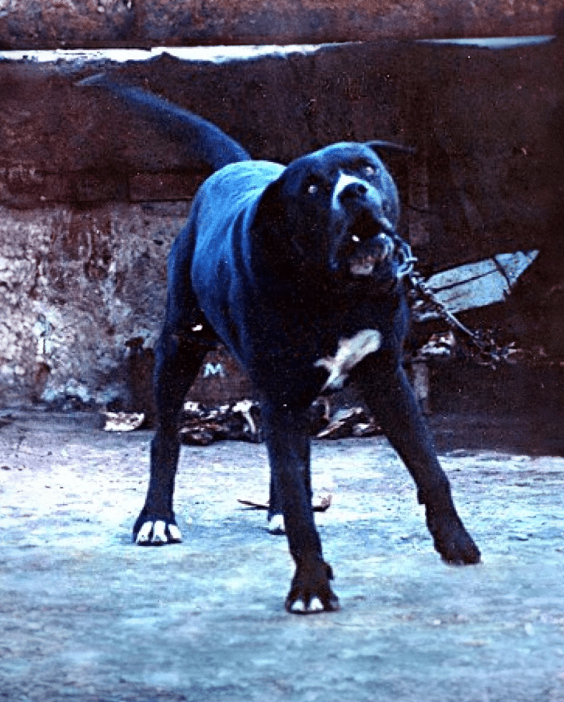 Galería de Tinto de Demetrio Trujillo