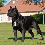 Fany de Irema Curtó