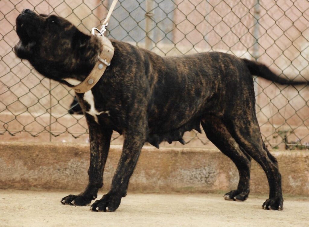 Galería de Mora de Irema Curtó