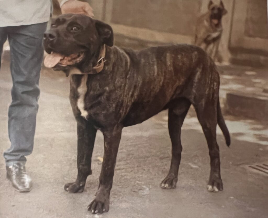 Galería de Porqué de José Rufino