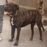 Porqué de José Rufino