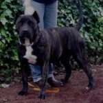 Ilse de Irema Curtó