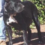 Kira de Irema Curtó