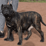 Quira de Irema Curtó