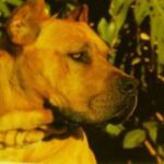 León de Irema Curtó