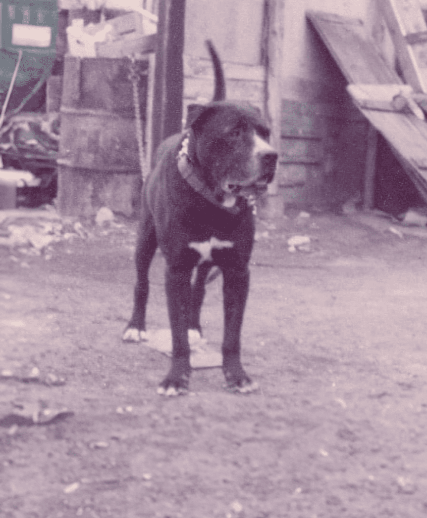 Galería de Tinto de Demetrio Trujillo