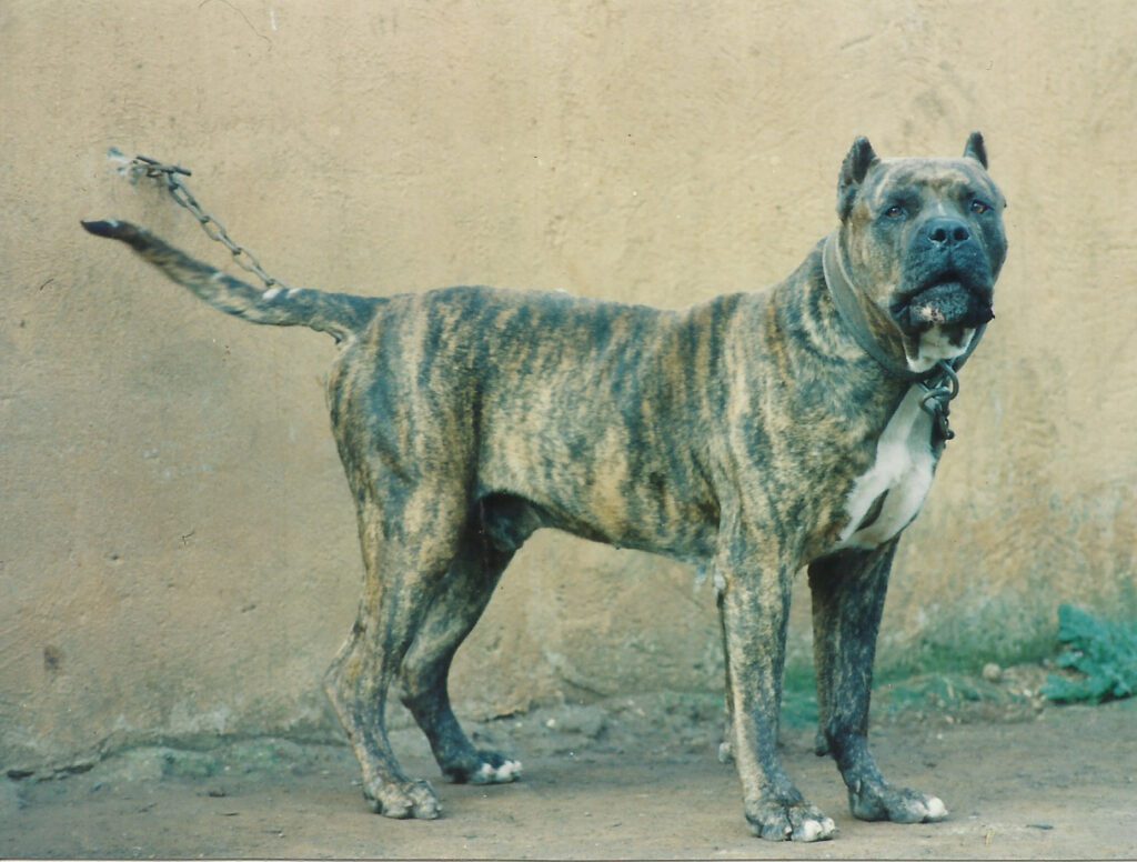 Galería de Tomás de Irema Curtó