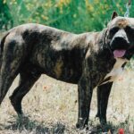 Tomás de Irema Curtó