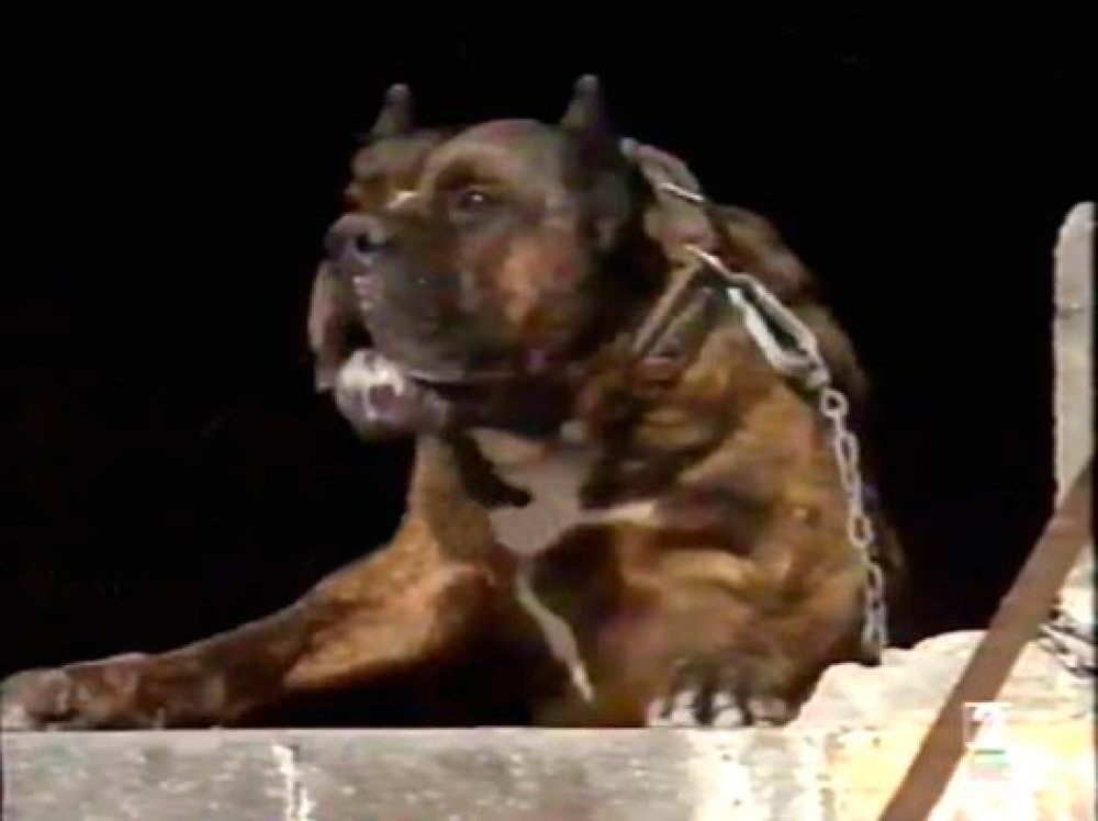 Galería de Barrabás de Miguel Vega