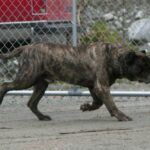 Bandit de Irema Curtó