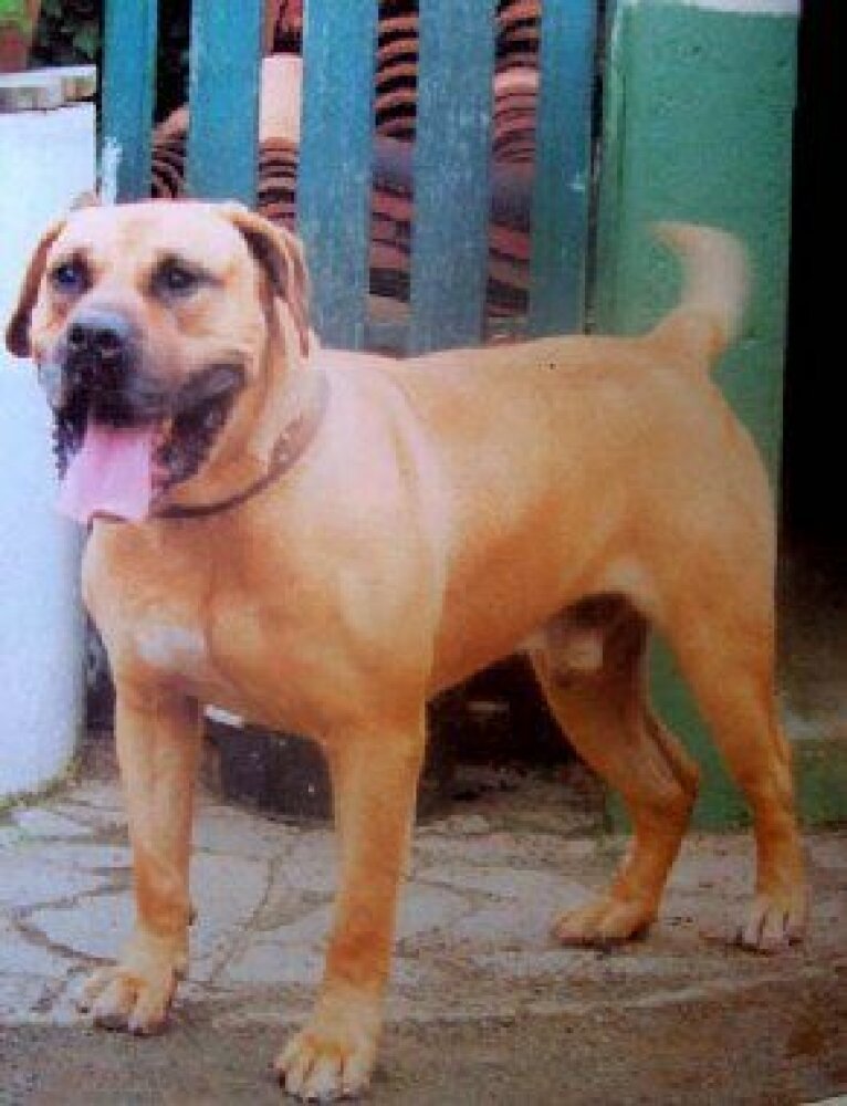 Galería de Sultán de Canchas Ibaken