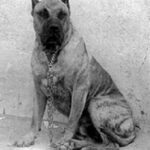 Kabul de Irema Curtó