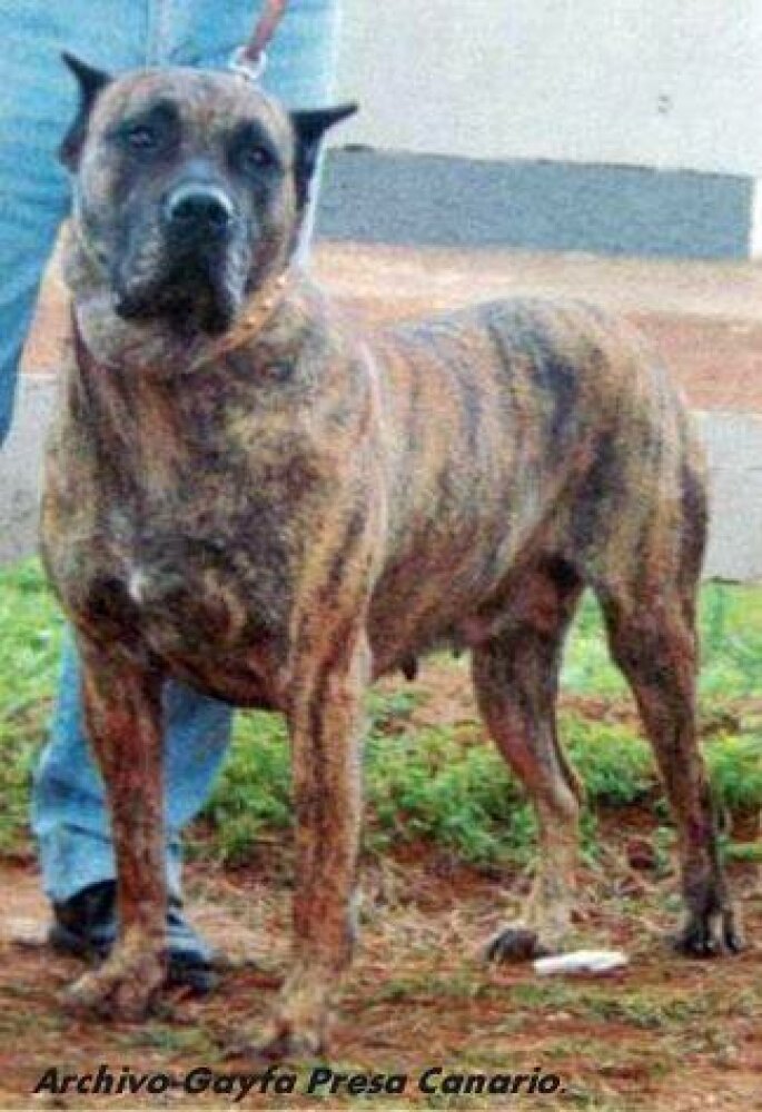 Galería de Troyka de Troycan de Tacoronte