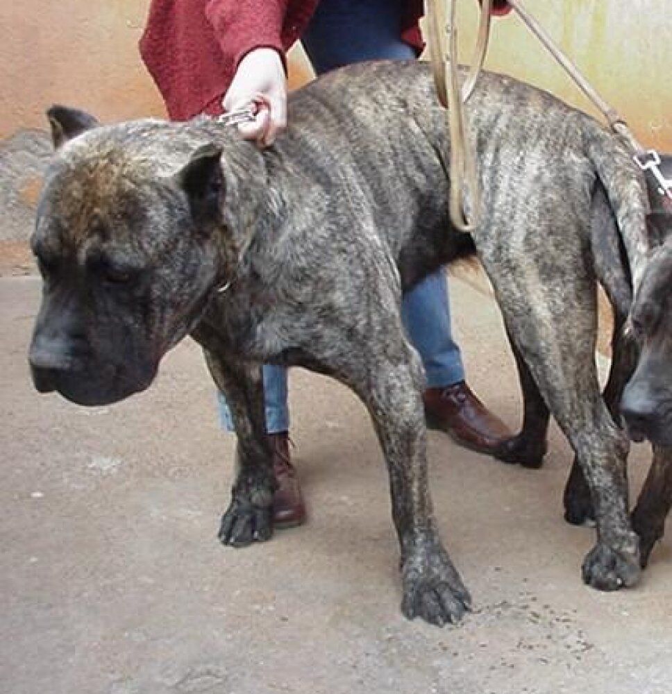 Galería de Vento de Irema Curtó