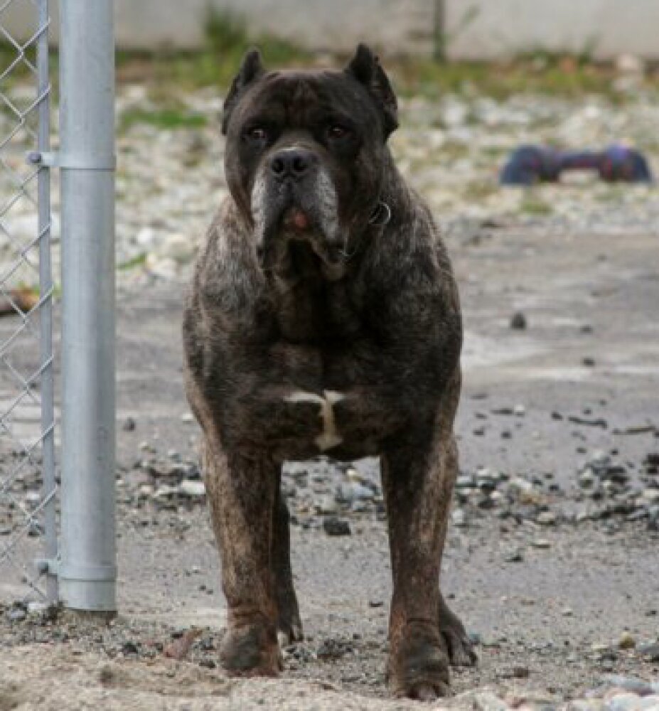 Galería de Bandit de Irema Curtó