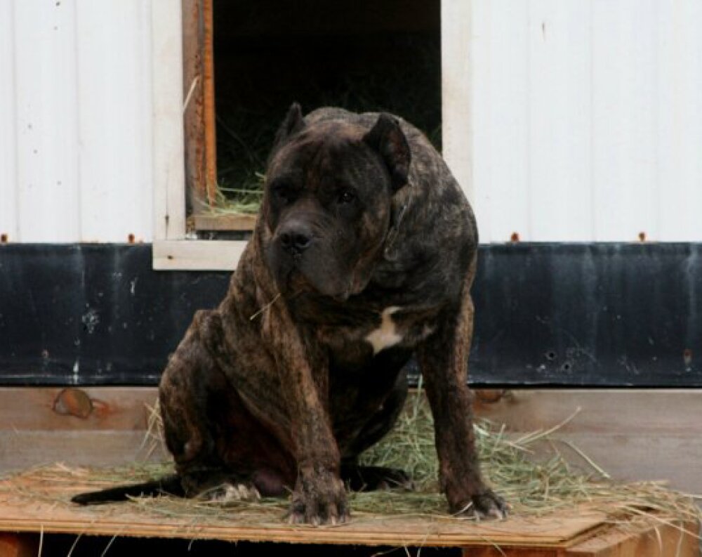 Galería de Bandit de Irema Curtó