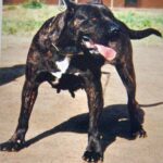 Mora de Irema Curtó