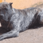 Vento de Irema Curtó