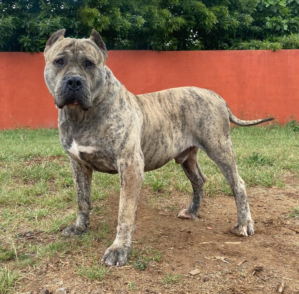 Galería de Gaudí de Irema Curtó