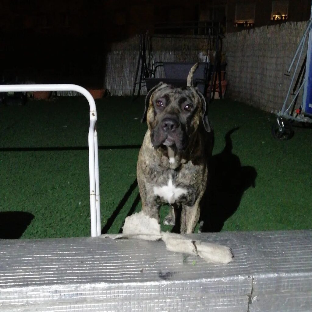 Galería de U’Colega de Irema Curtó