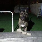 U’Colega de Irema Curtó