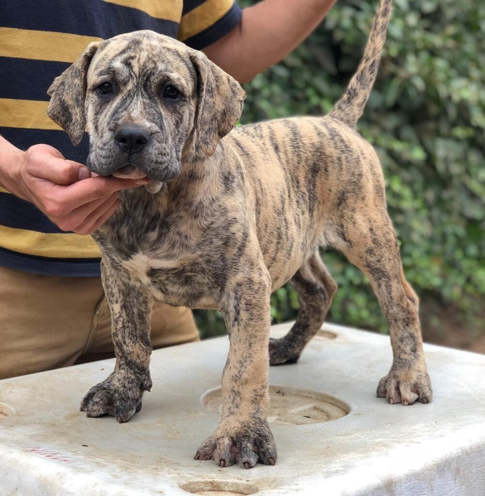 Galería de Gaudí de Irema Curtó