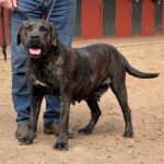 Fiesta de Irema Curtó