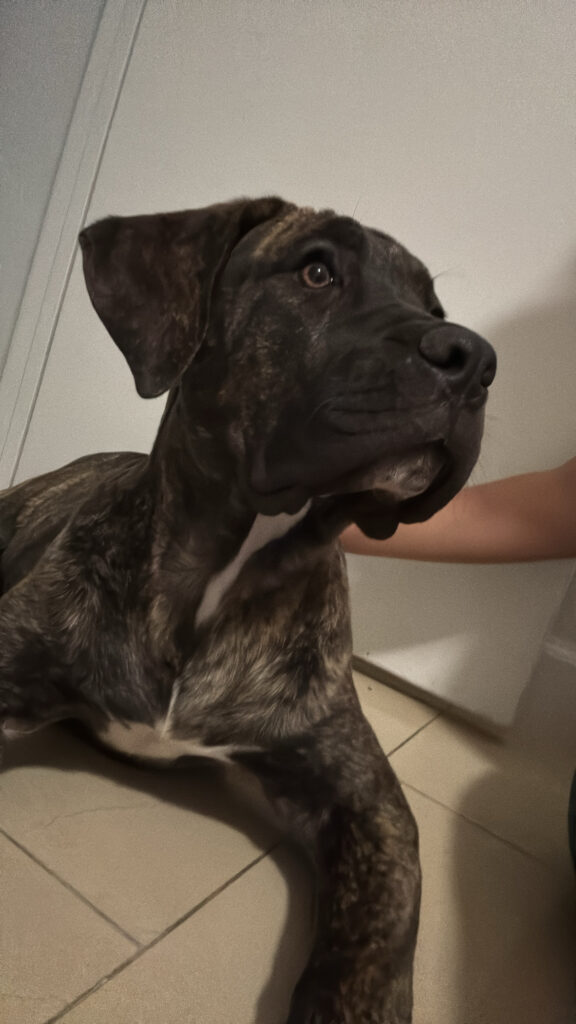 Galería de Safira de Irema Curtó