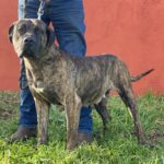 Abril de Irema Curtó