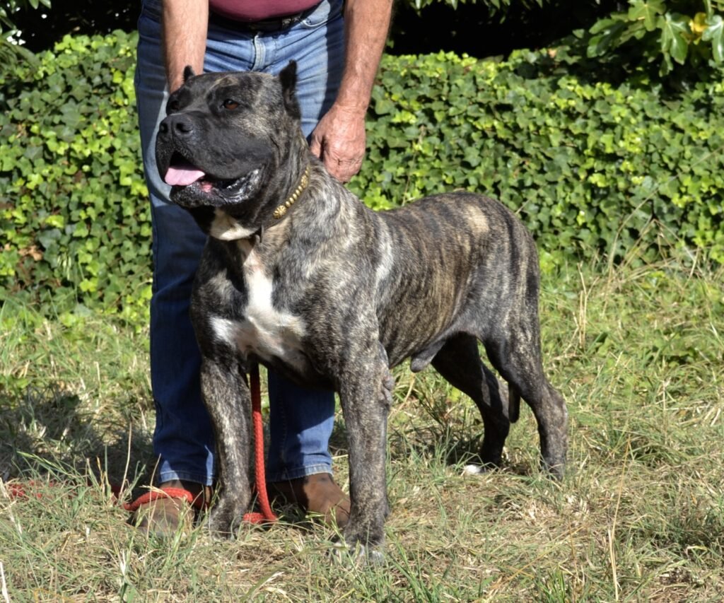 Galería de Cairo de Zumacán