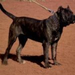 Cucho de Irema Curtó