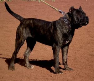 Galería de Cucho de Irema Curtó