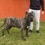 Goya de Irema Curtó