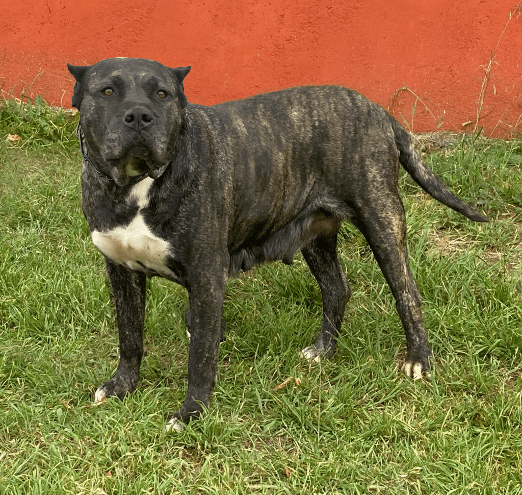 Galería de Hela de Irema Curtó