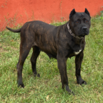 Hera de Irema Curtó