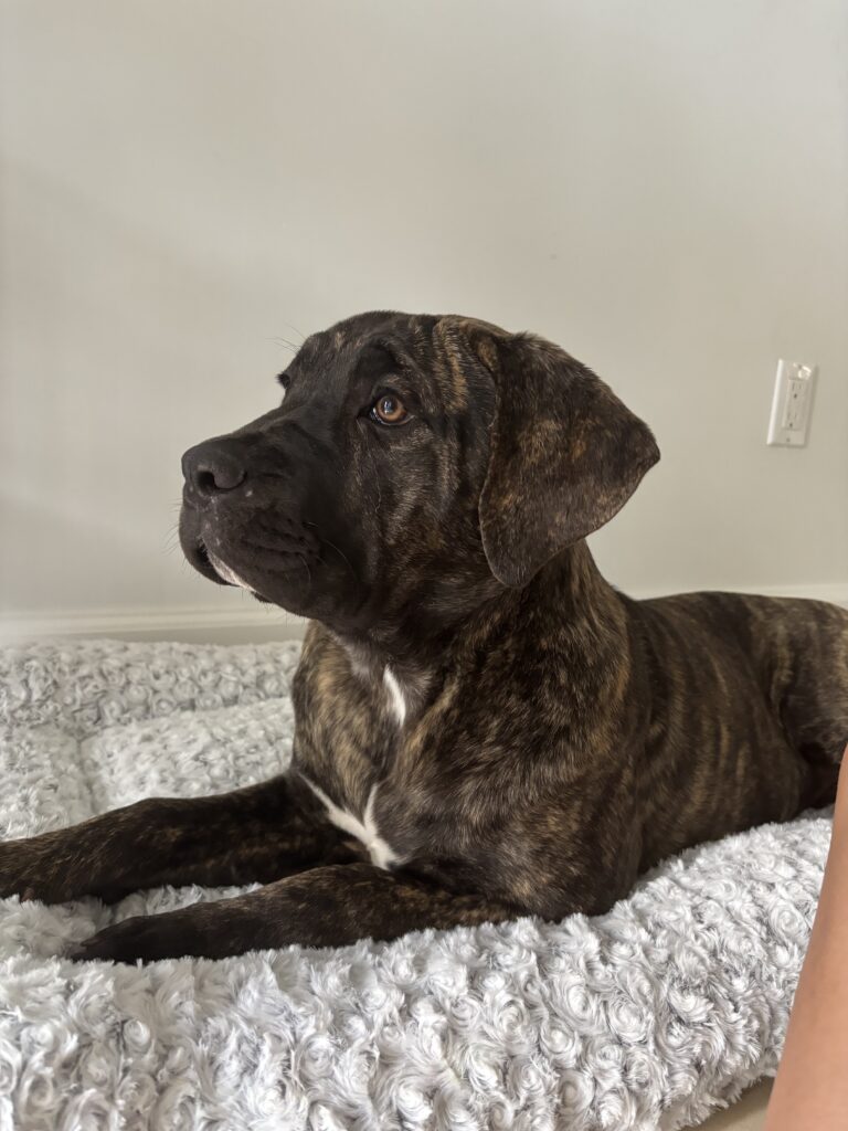 Galería de Safira de Irema Curtó