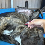 Safira de Irema Curtó