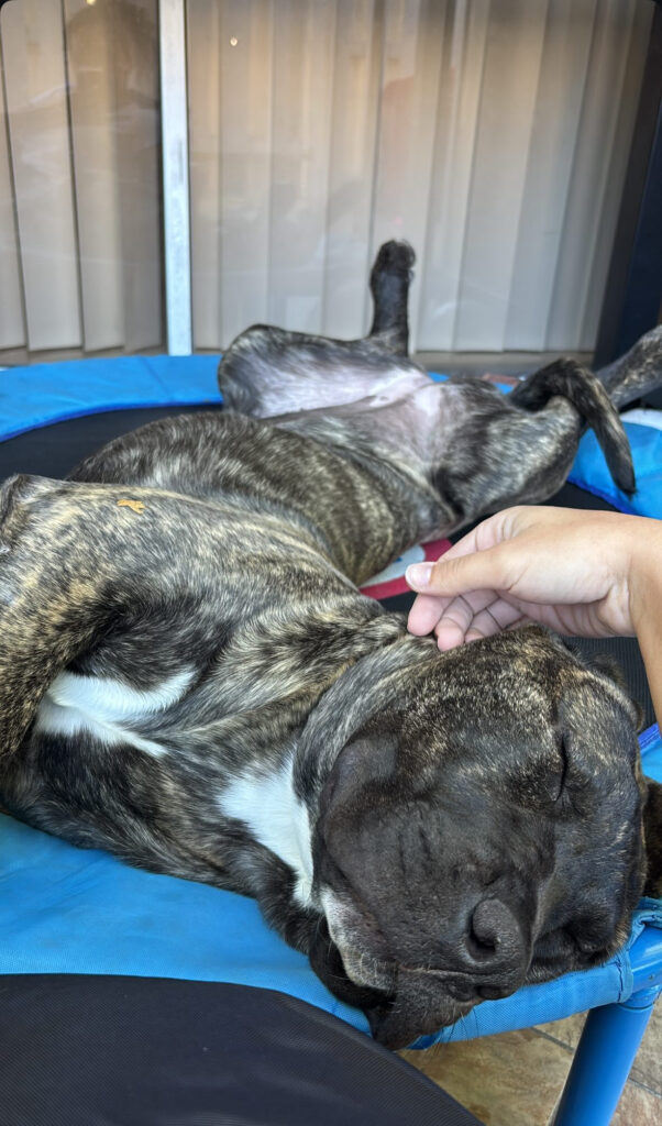 Galería de Safira de Irema Curtó