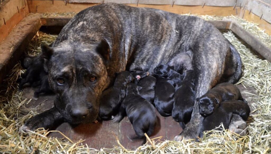 Galería de Hela de Irema Curtó