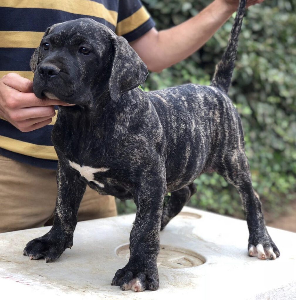 Galería de Goya de Irema Curtó