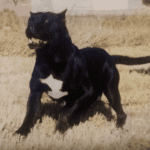 Negra de Irema Curtó