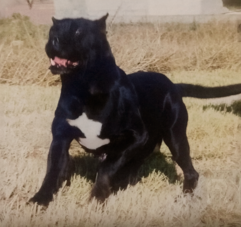 Galería de Negra de Irema Curtó