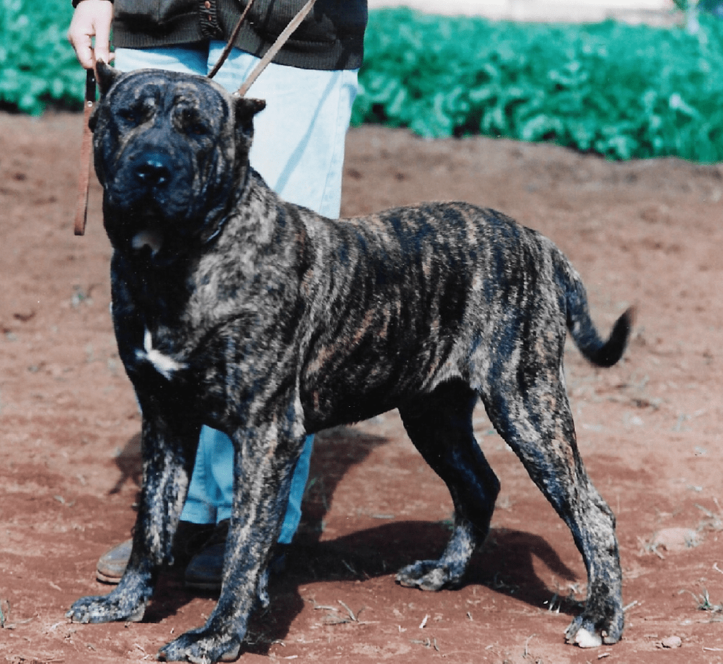 Galería de Néstor de Irema Curtó