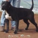 Nisa II de Irema Curtó