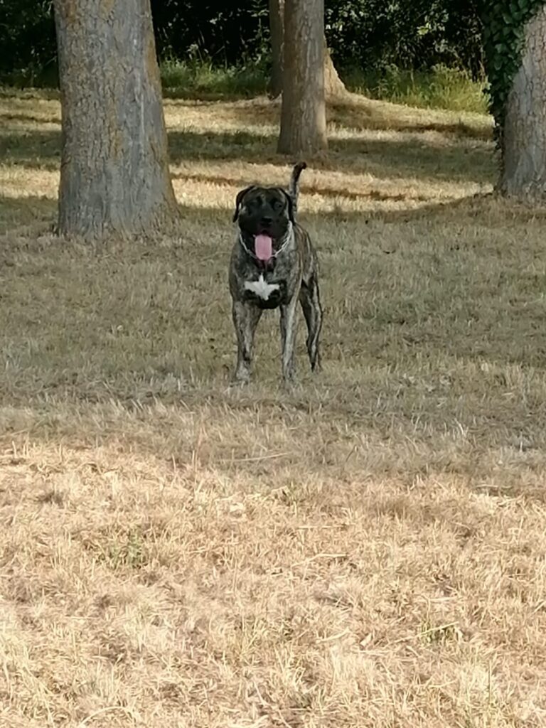 Galería de U’Colega de Irema Curtó