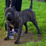 Rita de Irema Curtó