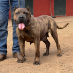 Triana de Irema Curtó