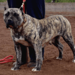 Xita de Irema Curtó