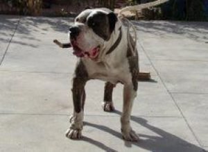 Galería de Perro del Saucillo